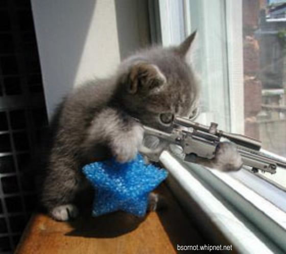 feline sharpshooter, psycho cat, cat rifle, cat gun